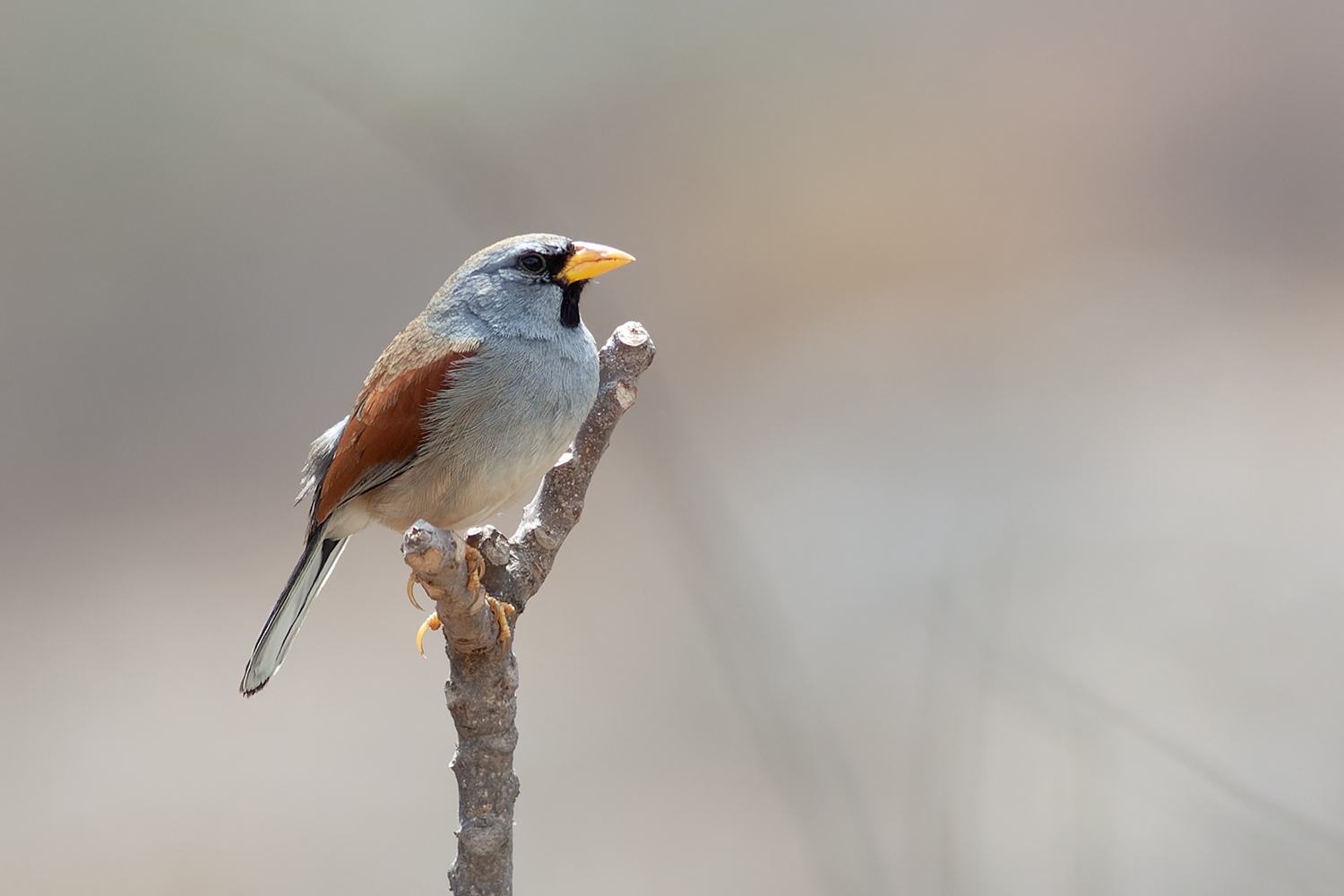 Great Inca Finch Santa Eulalia Birding Tour