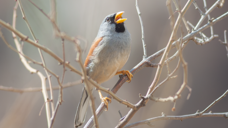 Great Inca Finch Santa Eulalia Birding Tour