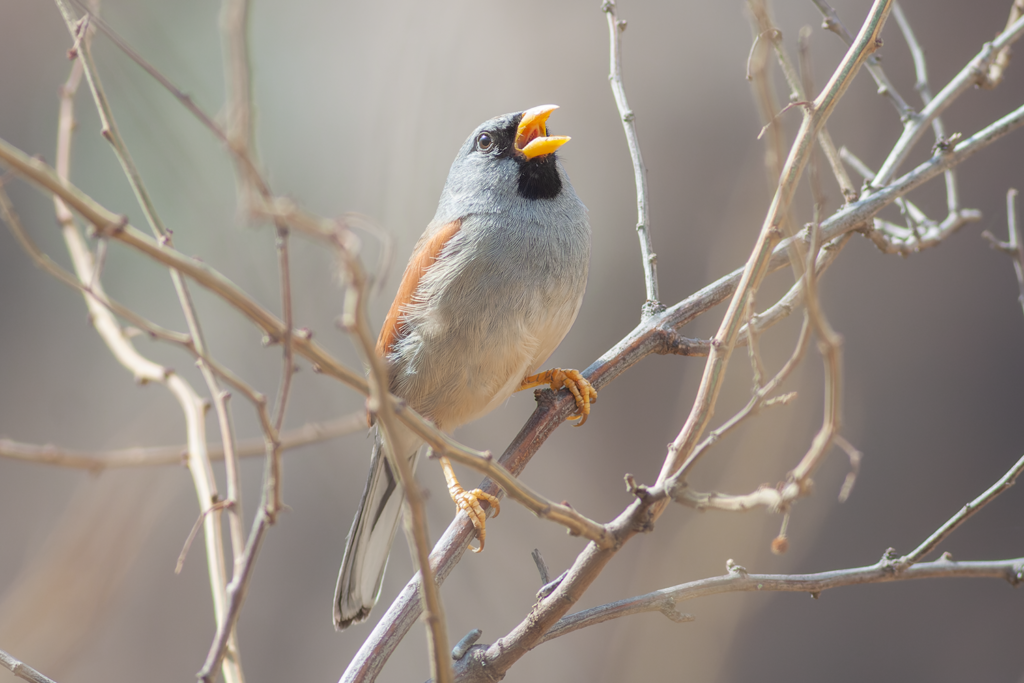 Great Inca Finch Santa Eulalia Birding Tour