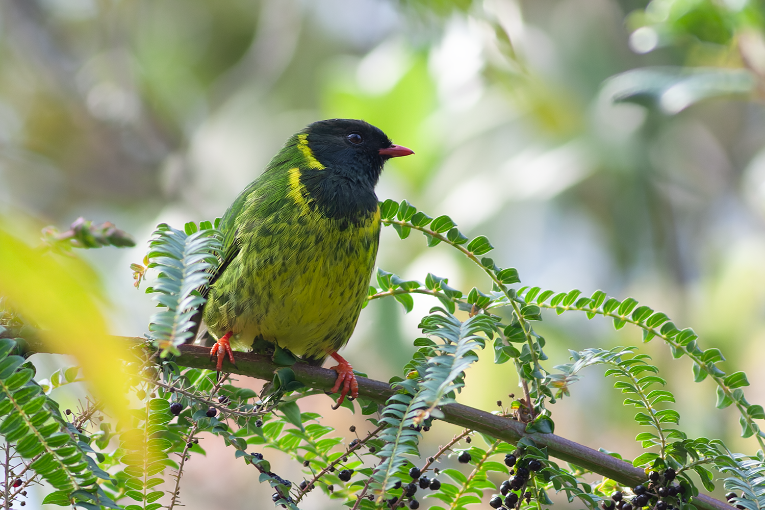 Green-and-Black Fruiteater Northern Peru Tour