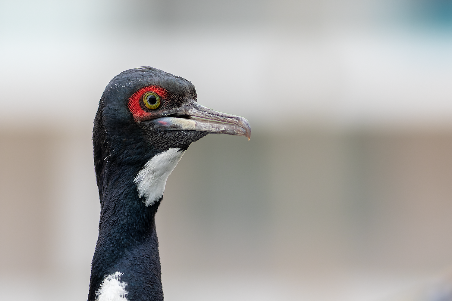 Guanay Cormorant Pucusana Birding Tour