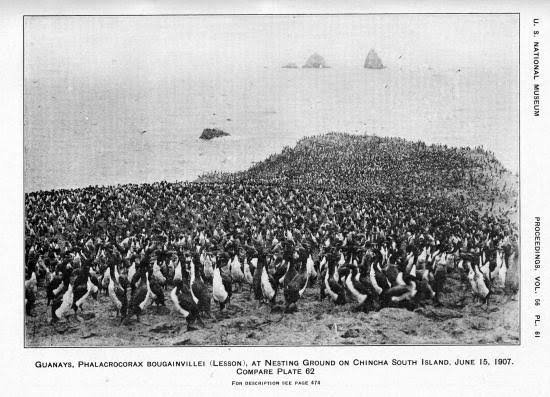 The Guano Boom: marine bird conservation at its finest