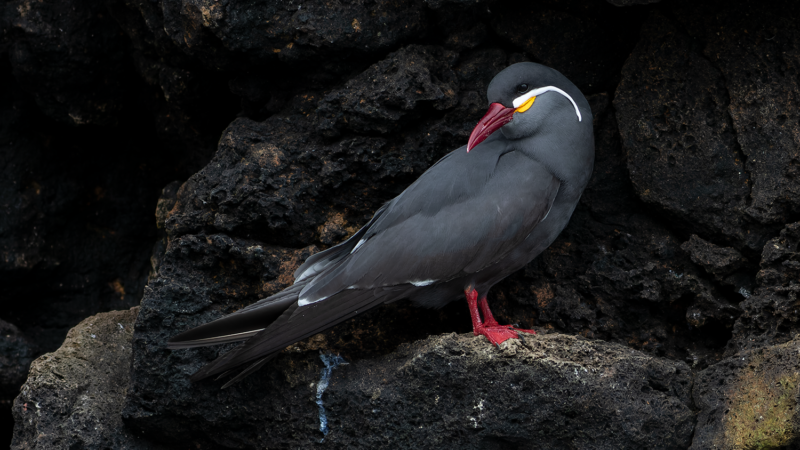 Inca Tern Pucusana Birding Tour