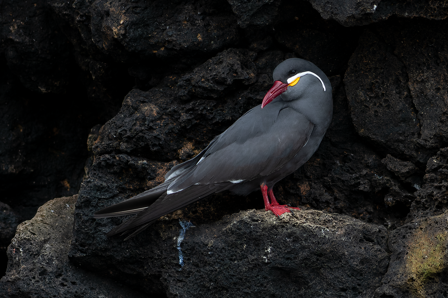 Inca Tern Pucusana Birding Tour