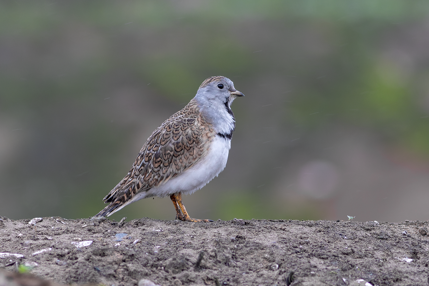 Least Seedsnipe Lomas de Lachay Birding Tour