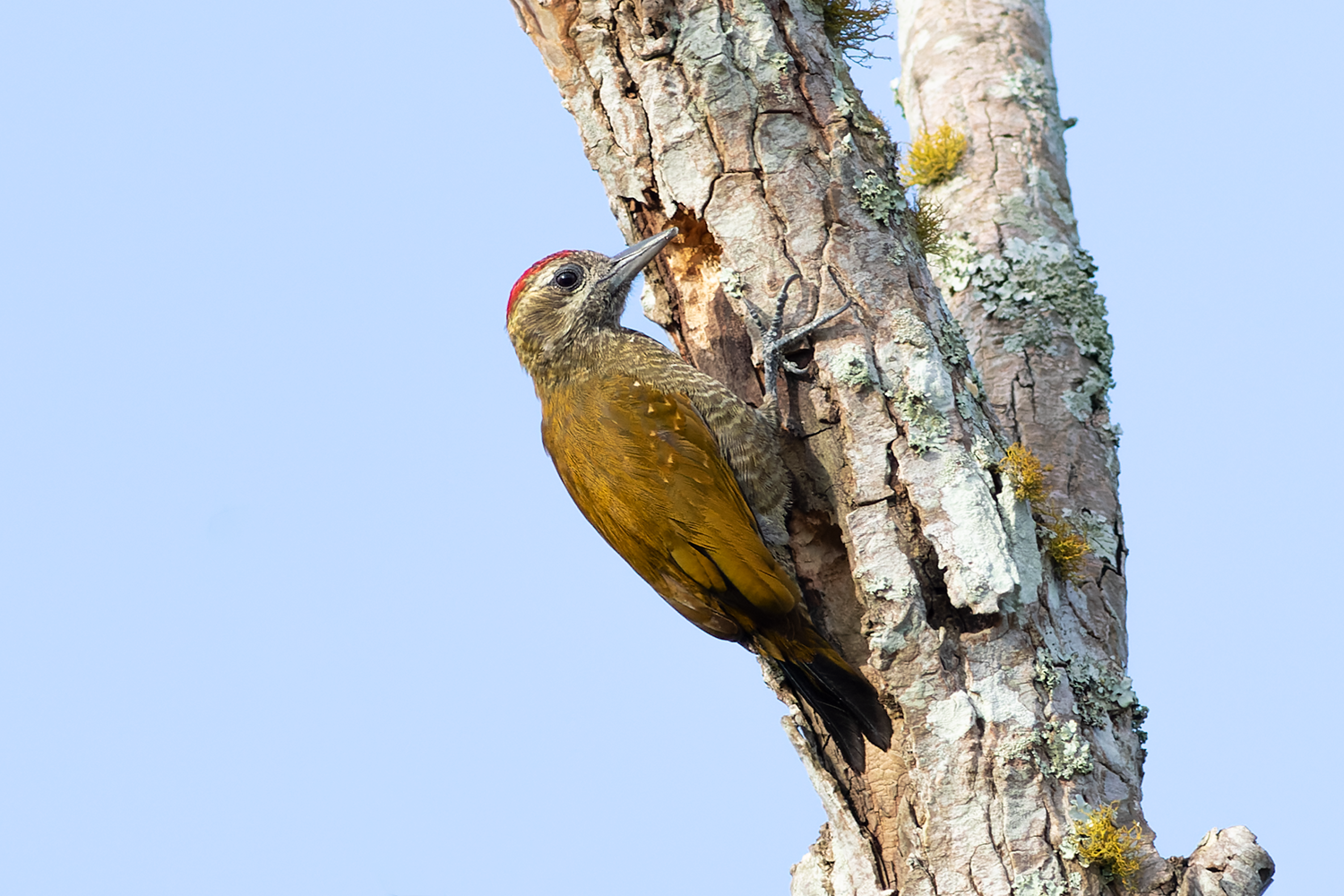 Little Woodpecker Northern Peru Tour