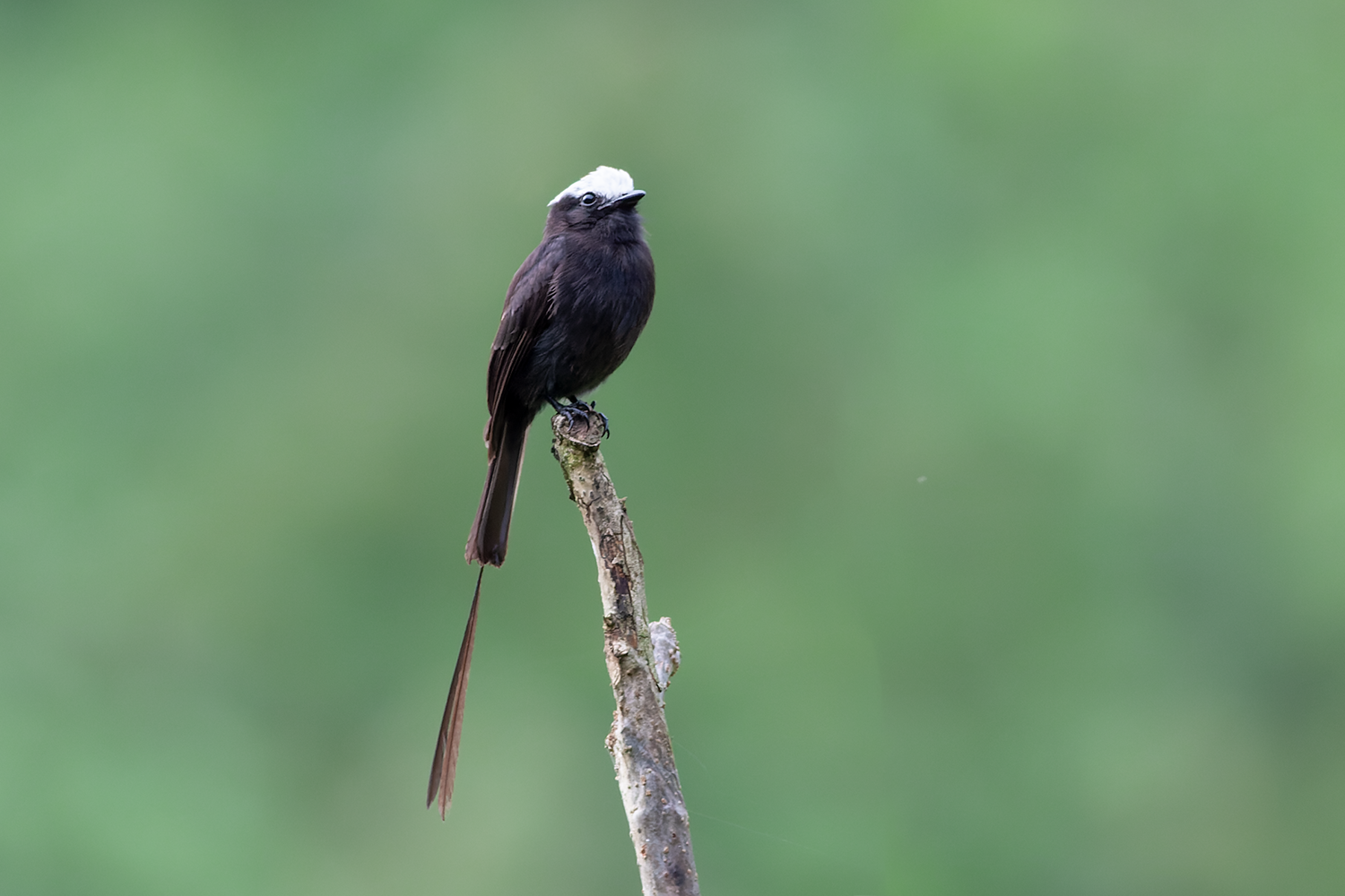 Long-tailed Tyrant Northern Peru Tour