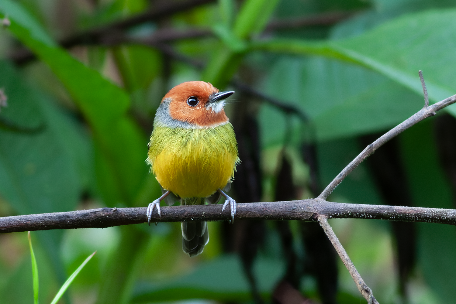 Lulu's Tody-Tyrant Northern Peru Tour