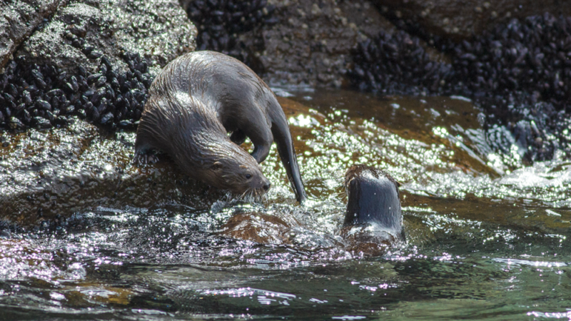 Marine Otter - Wild Andes Birding Tours, Lima