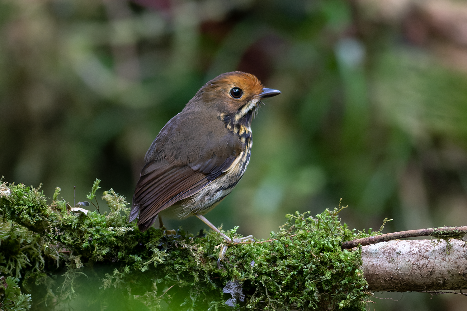 Ochre-fronted Antpitta Northern Peru Tour