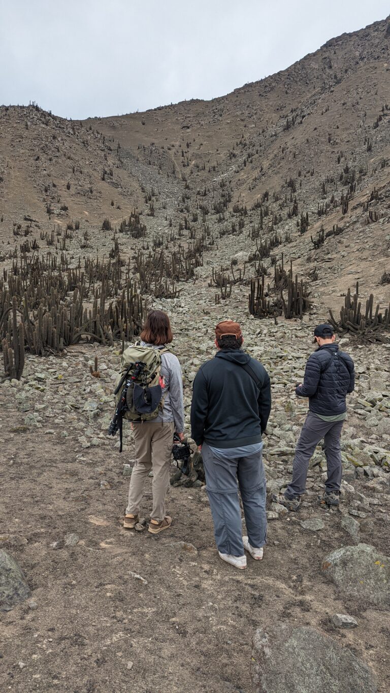 Tourists exploring the Cactae forest near Lomas de Lachay