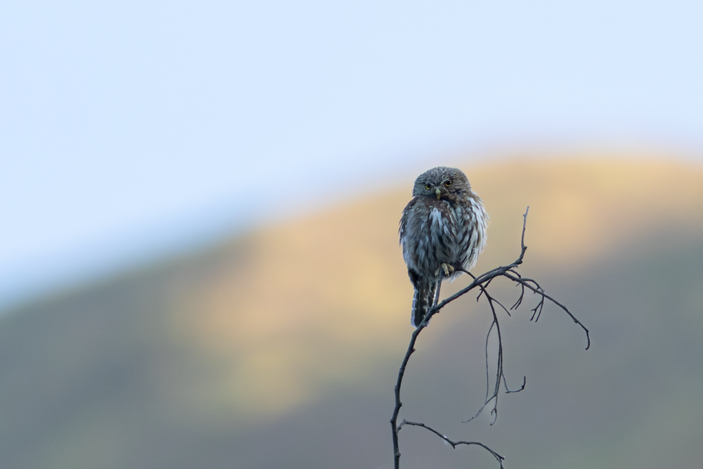 Peruvian Pygmy-Owl Santa Eulalia Birding Tour