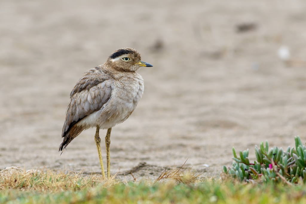Peruvian Thick-knee Pantanos de Villa Birding Tour