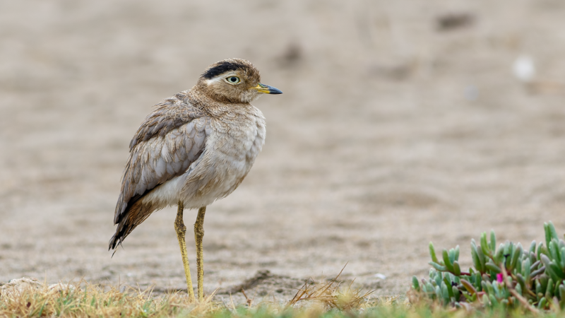 Peruvian Thick-knee Pantanos de Villa Birding Tour