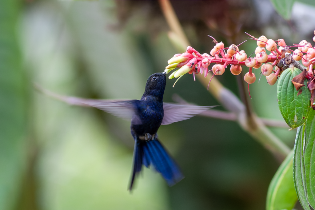 Royal Sunangel Northern Peru Tour