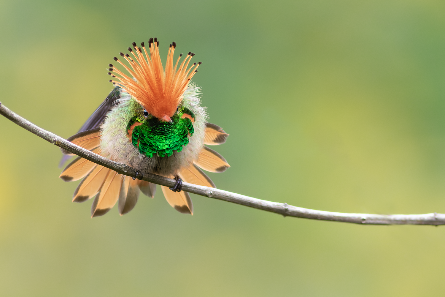 Rufous-crested Coquette Northern Peru Tour