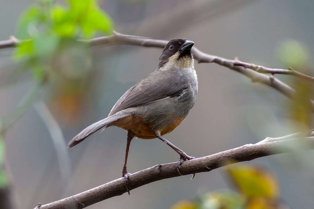 Rusty-bellied Brush-Finch Santa Eulalia Birding Tour