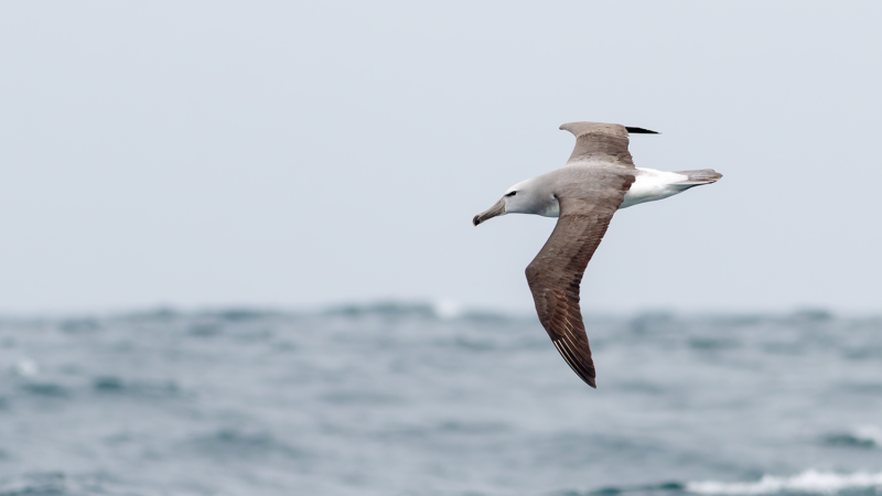Salvin's Albatross - Wild Andes Birding Tours, Lima
