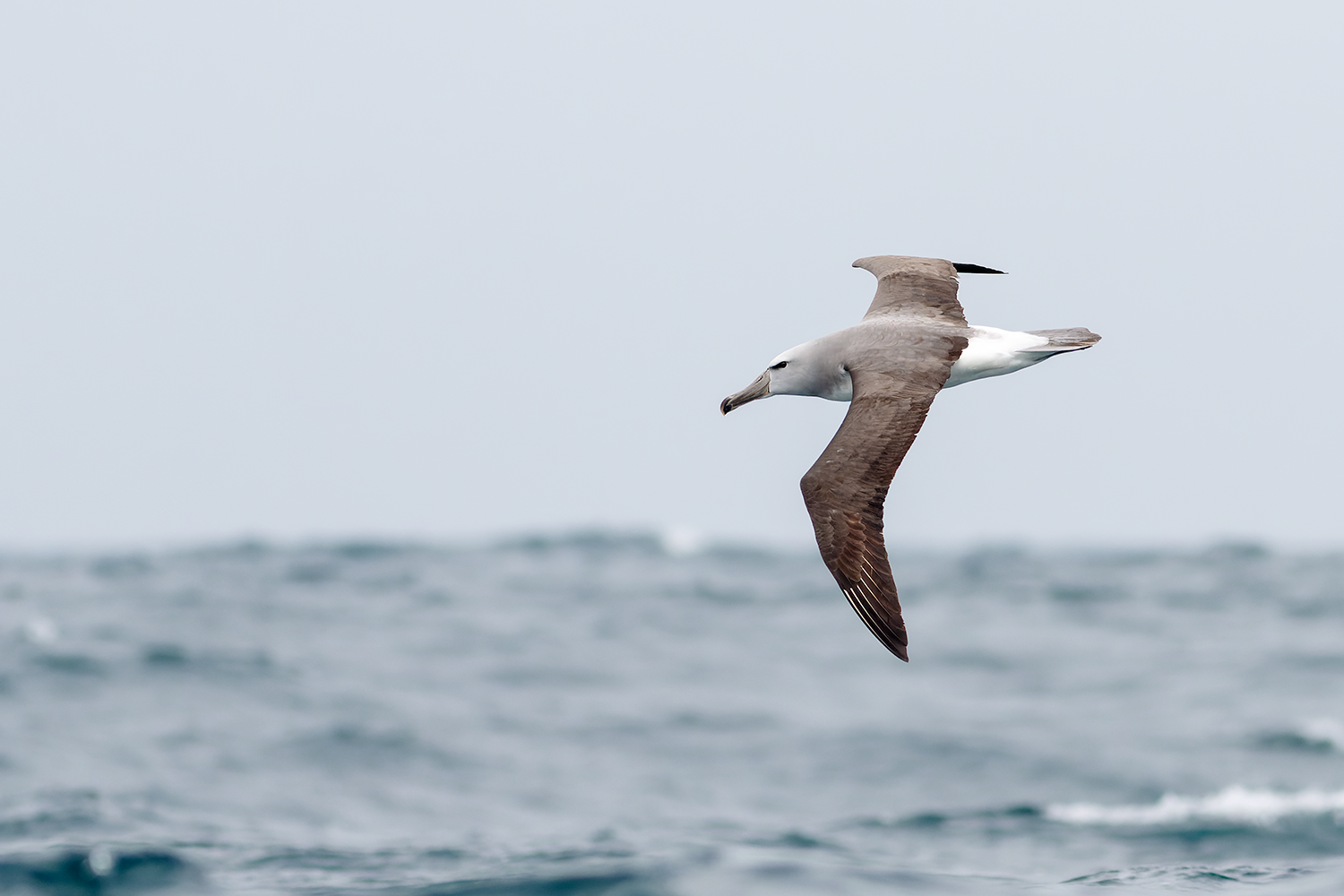 Salvins Albatross Pelagic Tour Peru