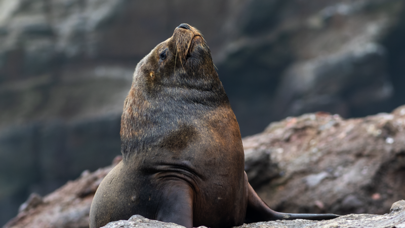 South-American Sea-Lion Pucusana Birding Tour