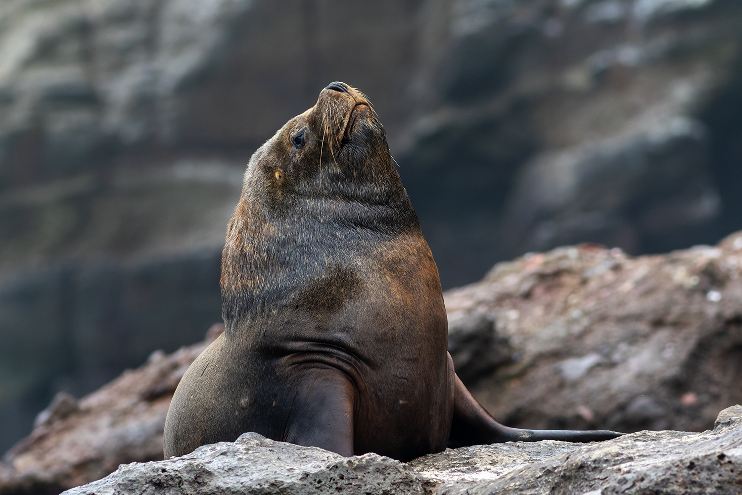 South-American Sea-Lion Pucusana Birding Tour