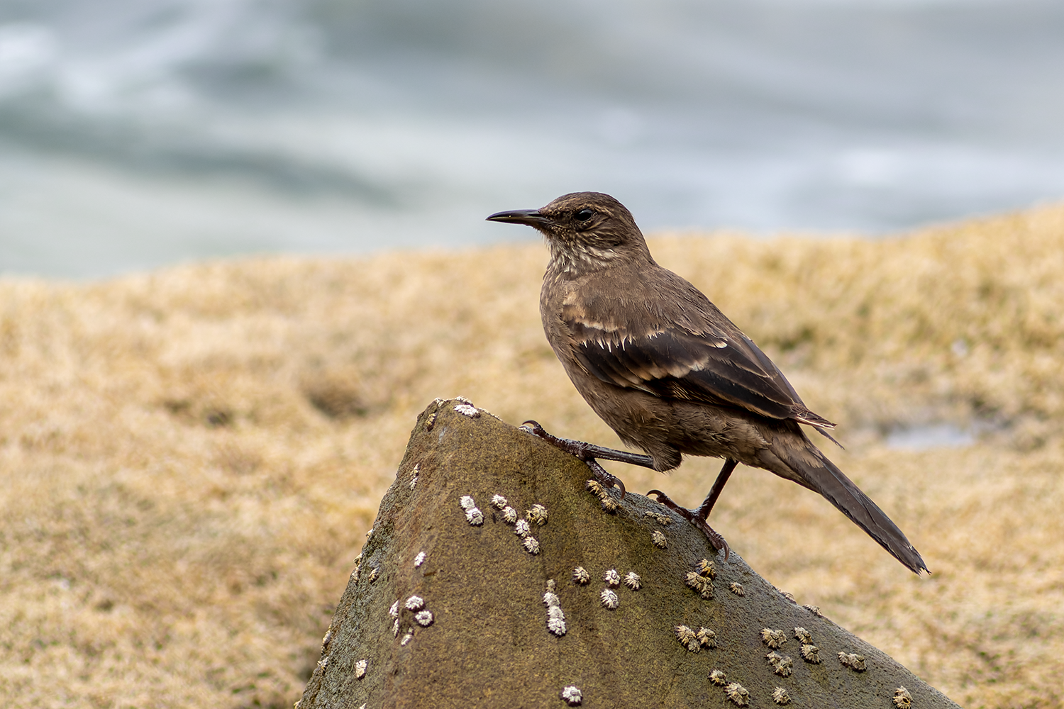 Surf Cinclodes Pucusana Birding Tour