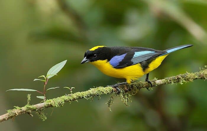 Blue-winged Mountain-Tanager Northern Peru Tour