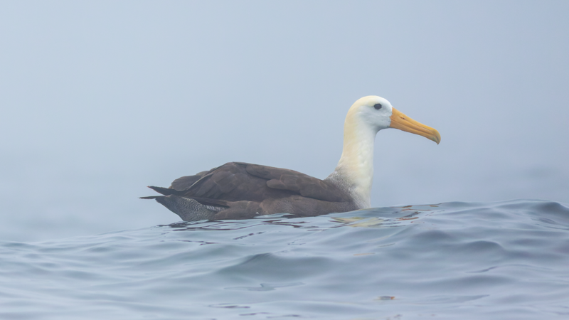 Waved Albatross - Wild Andes Birding Tours, Lima