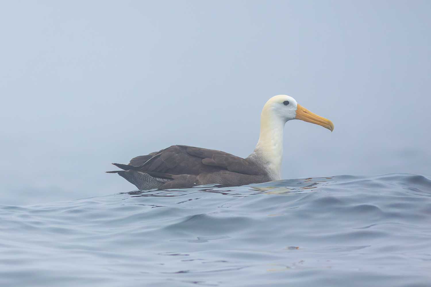 Waved Albatross Pelagic Tour Peru