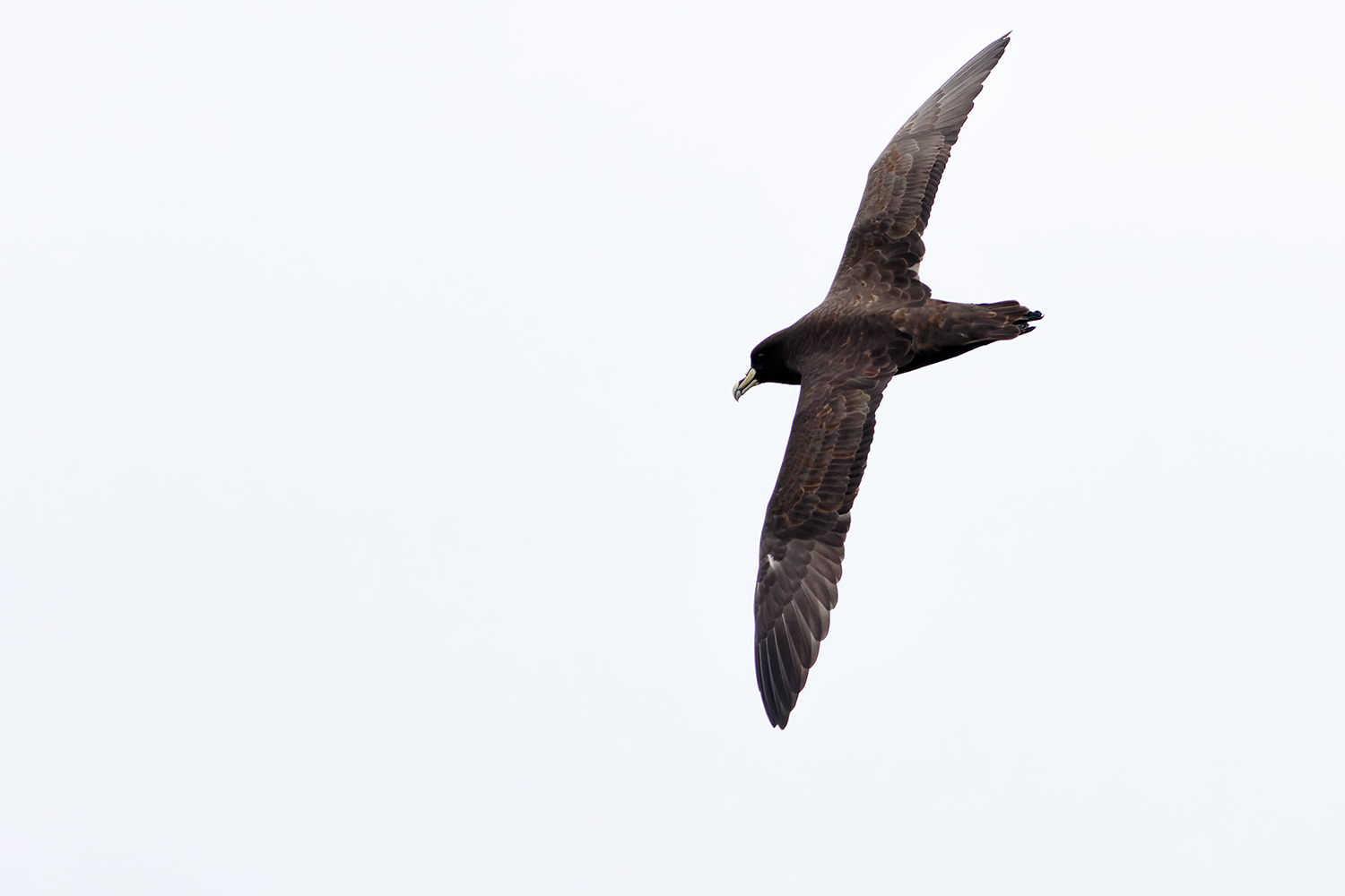 White-chinned Petrel Pelagic Tour Peru