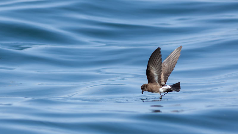 White-vented Storm Petrel - Wild Andes Tours, Lima