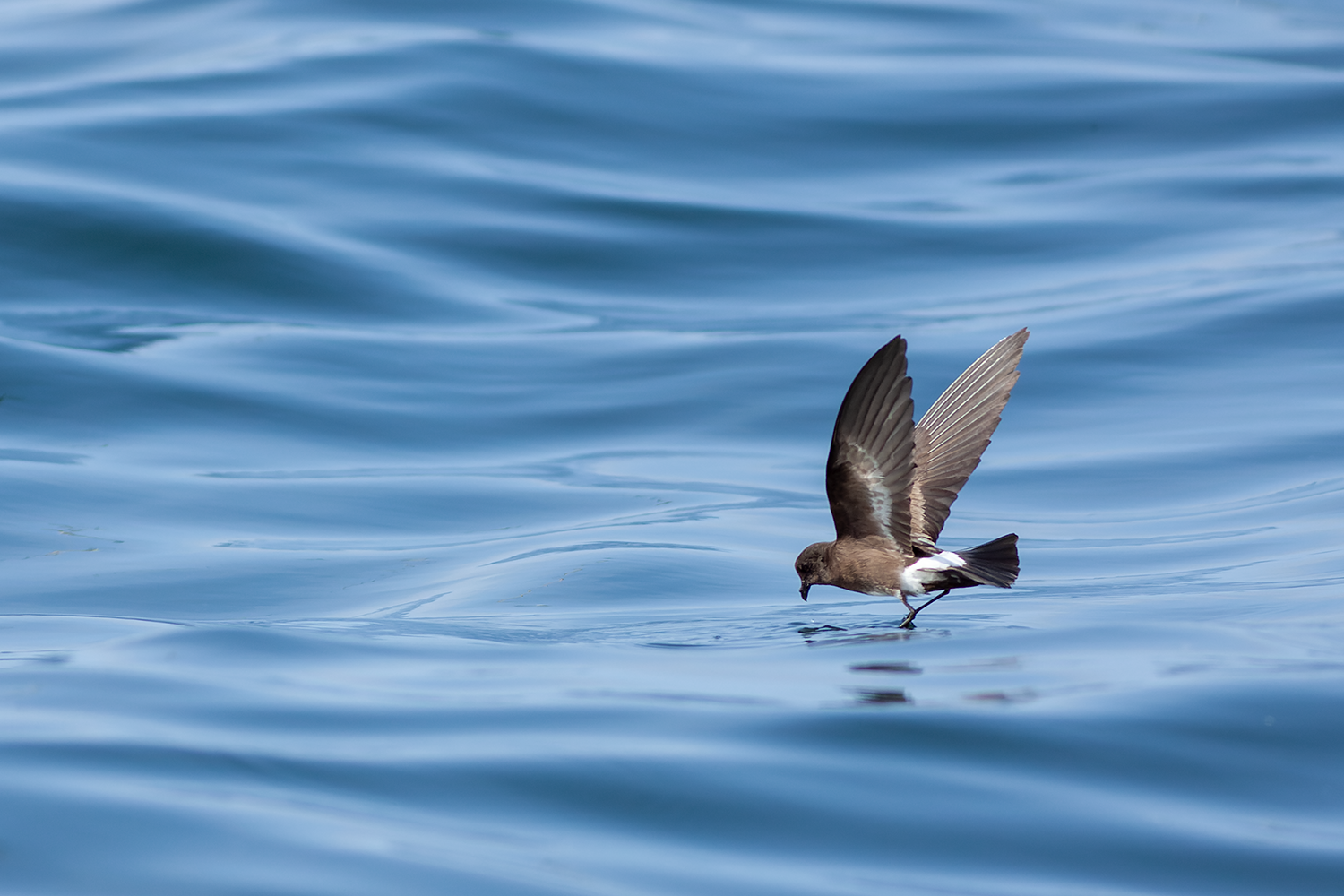 White-vented Storm Petrel Pelagic Tour Peru