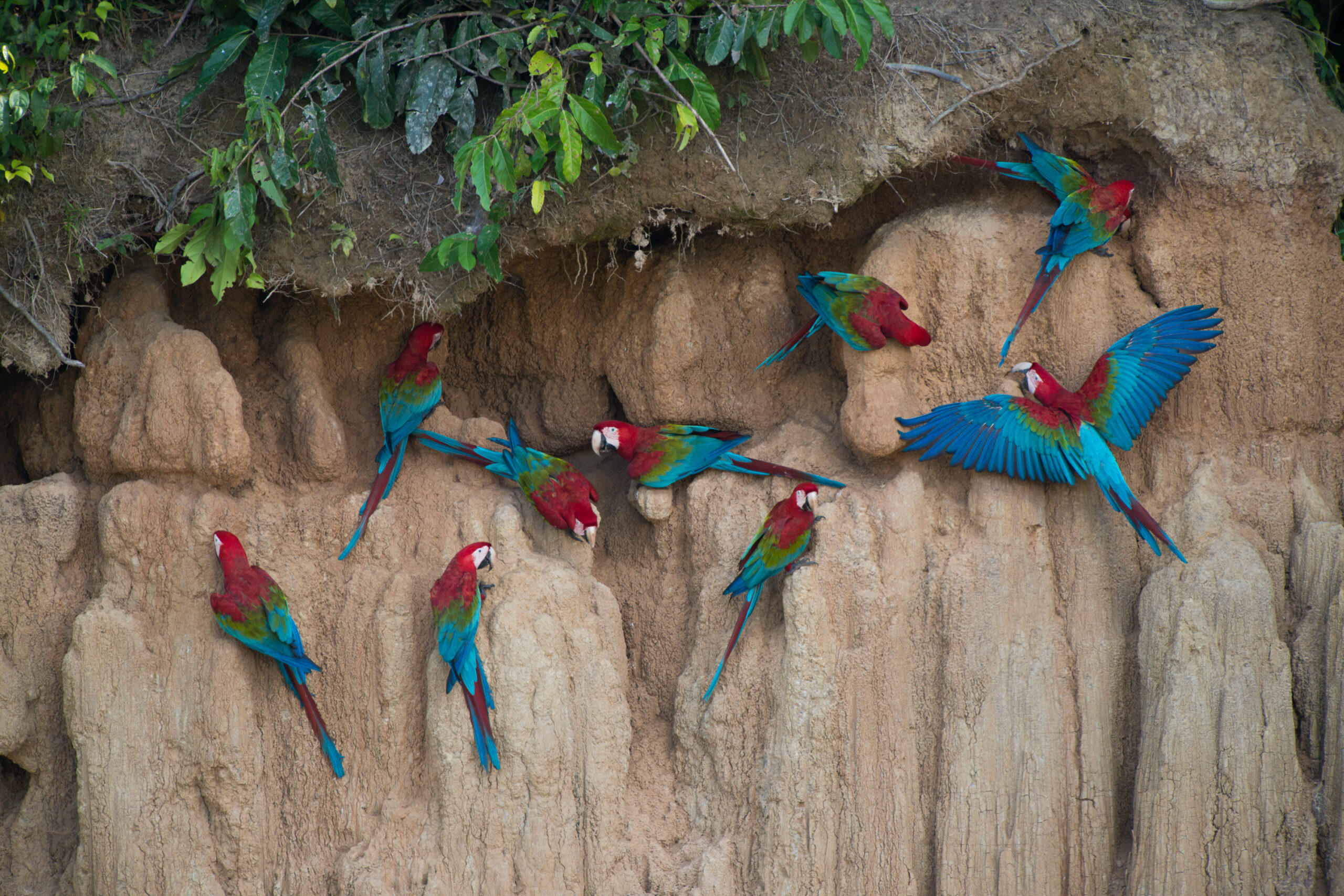 Manu National Park