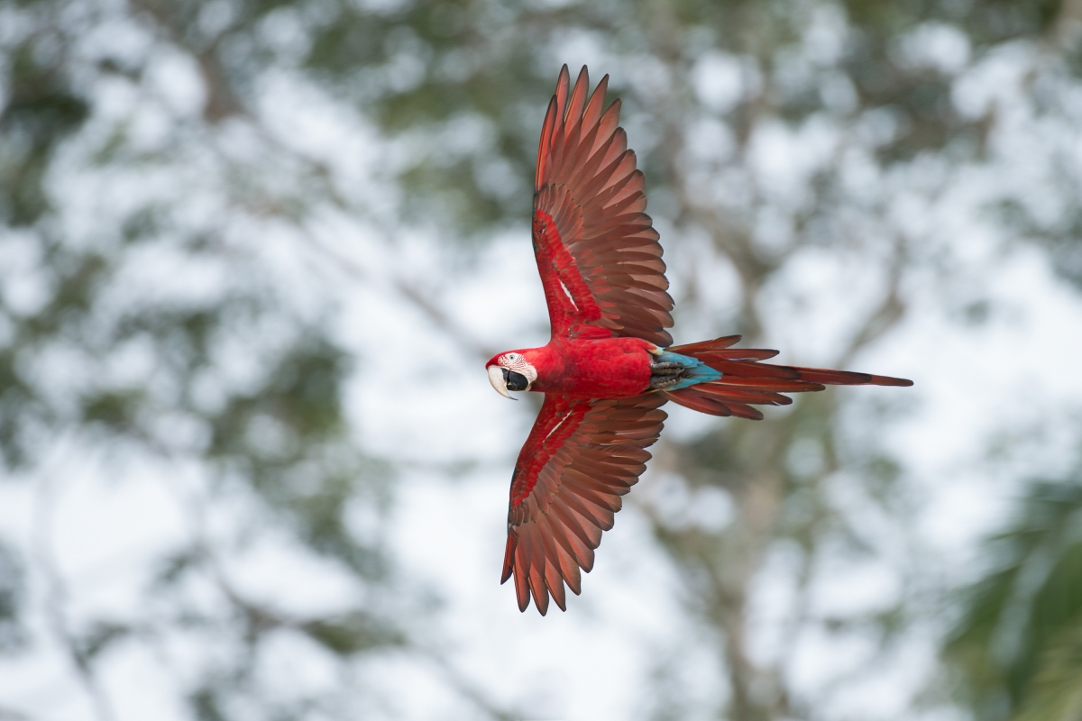 alfredo-macaw1