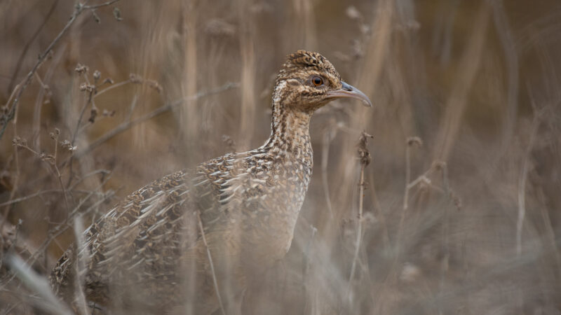 Andean Tinamou - Wild Andes Birding Tour, Lima