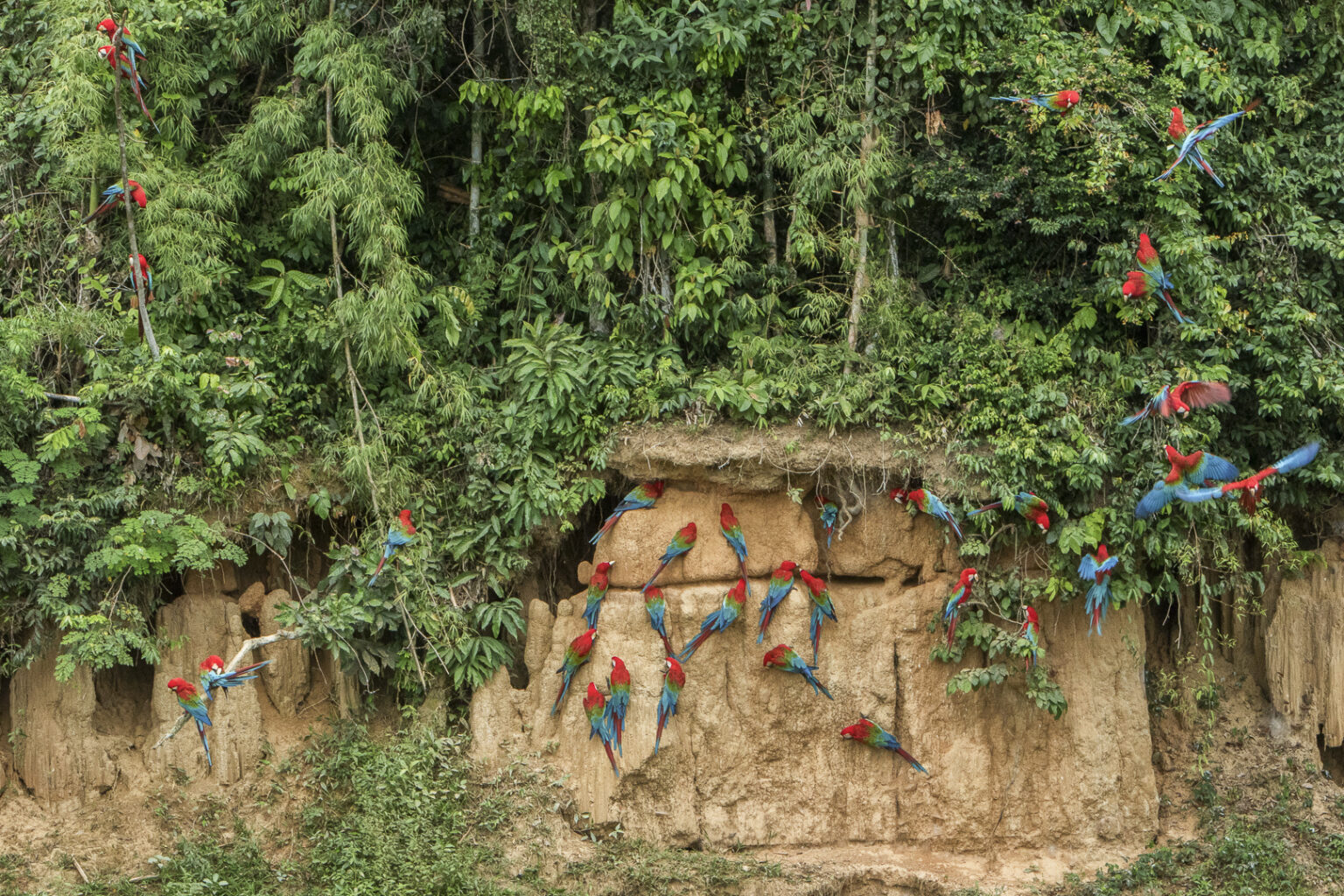 Blanquillo’s Clay-lick: Manu National Park’s best kept secret