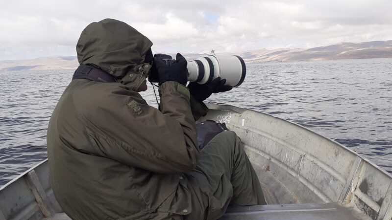 Junin Lake Bird photography