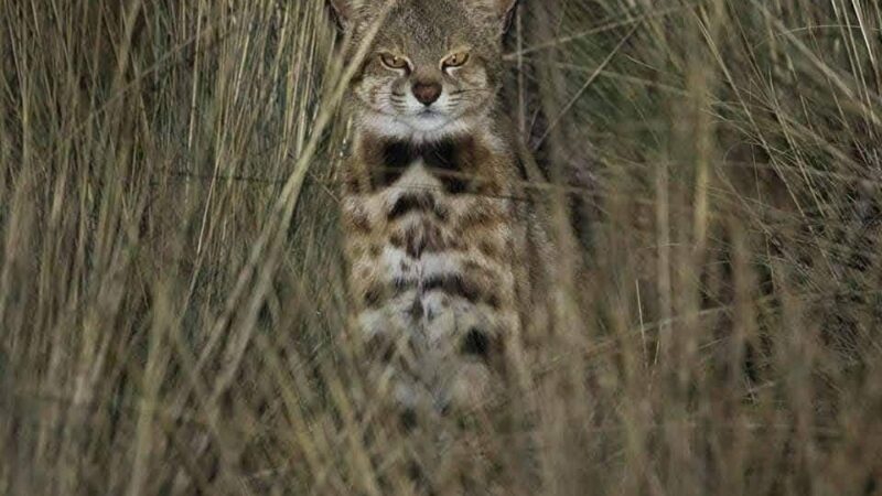Pampas Cat
