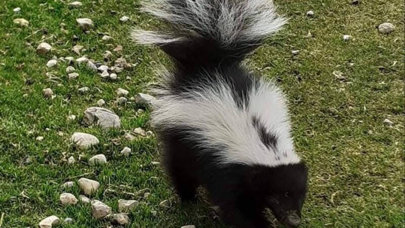Andean Skunk