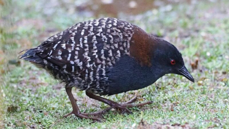 Junin Rail - ENDEMIC