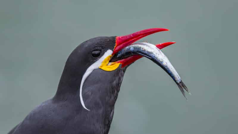 Inca Tern - Wild Andes Birding Tour, Lima