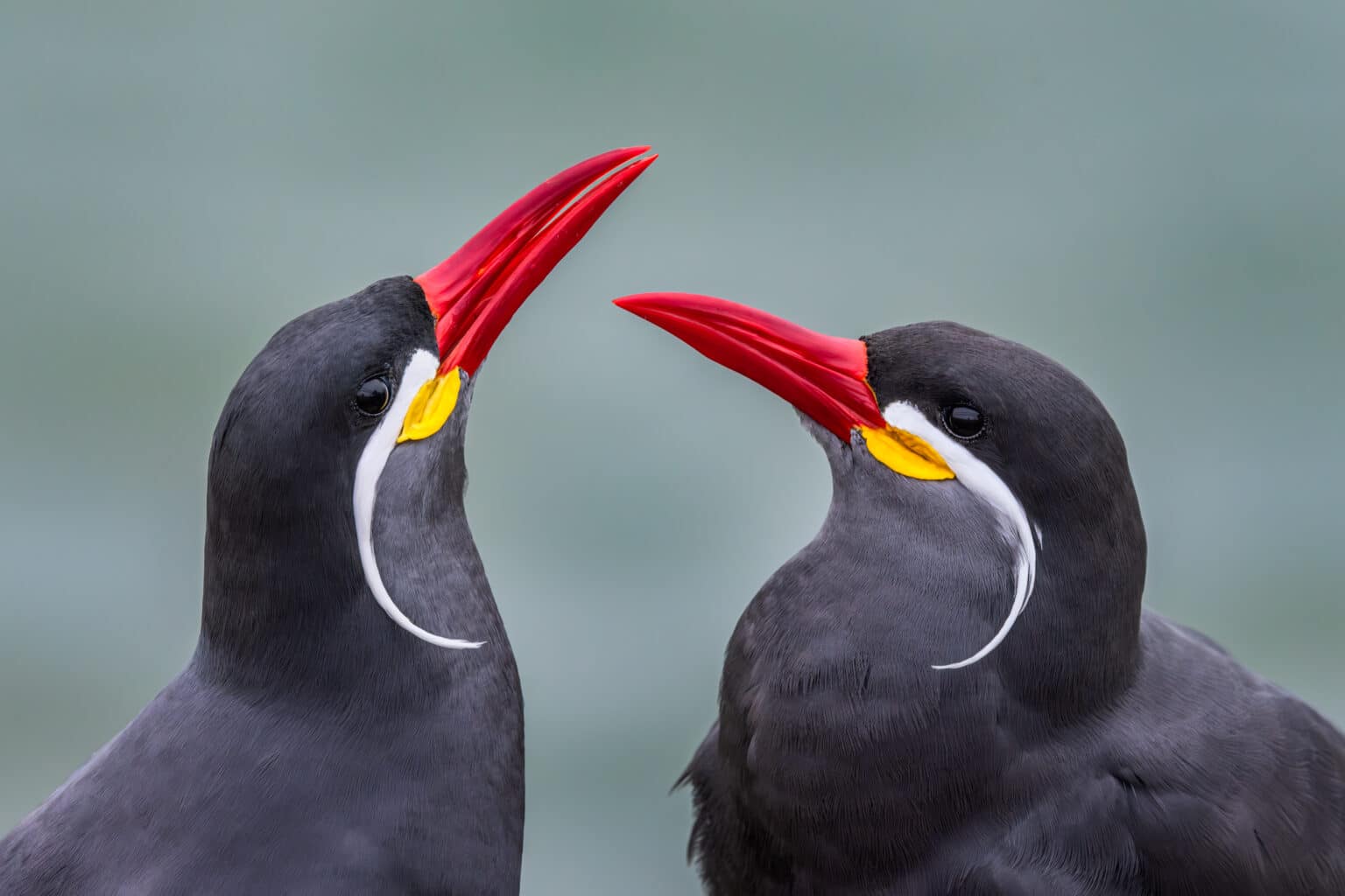 Guess Blog Post: Photographing Inca Terns & Northern Peru by John Meragias​