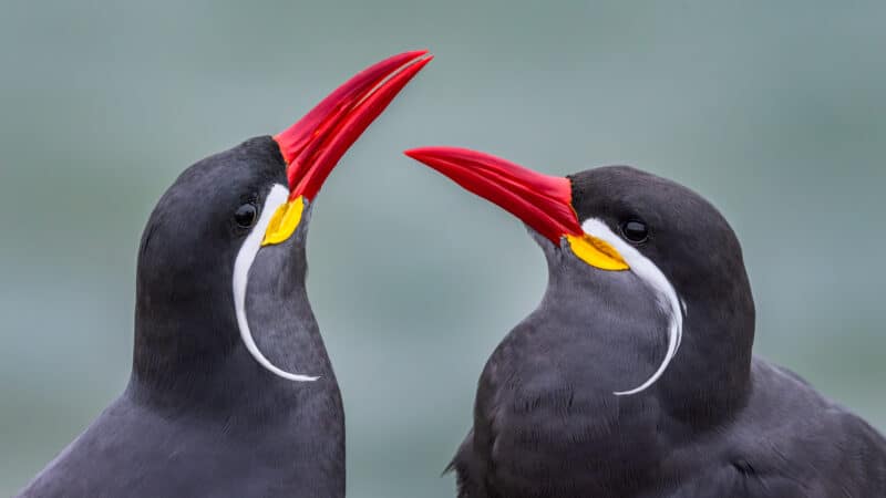 Inca Tern - Wild Andes Birding Tours, Lima