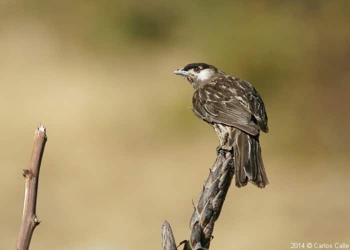 White-cheeked Cotinga