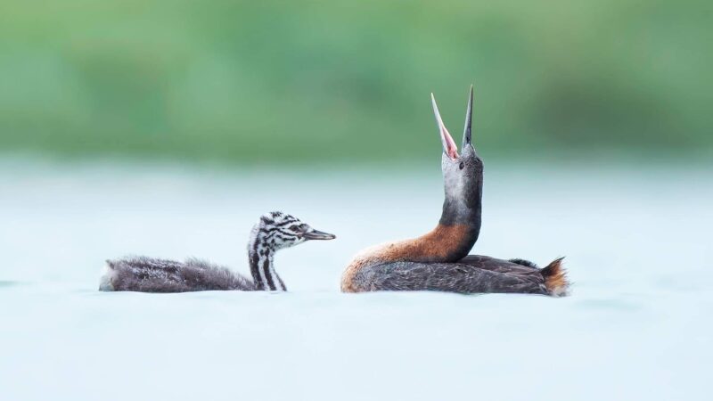 Great Grebe - Wild Andes Birding Tour, Lima
