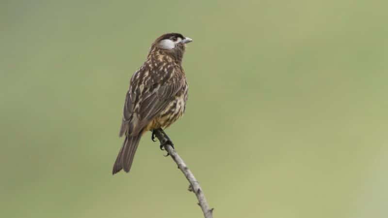 White-cheeked Cotinga