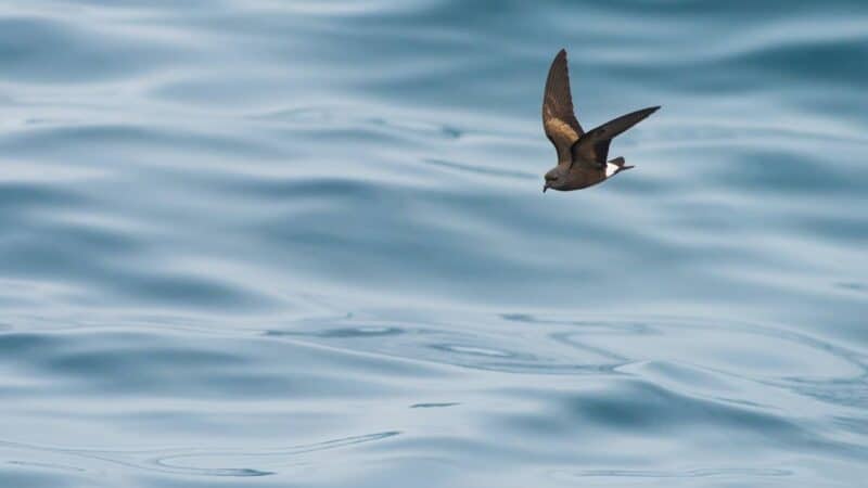 Wedge-rumped Storm-petrel - Wild Andes Lima Tours, Lima