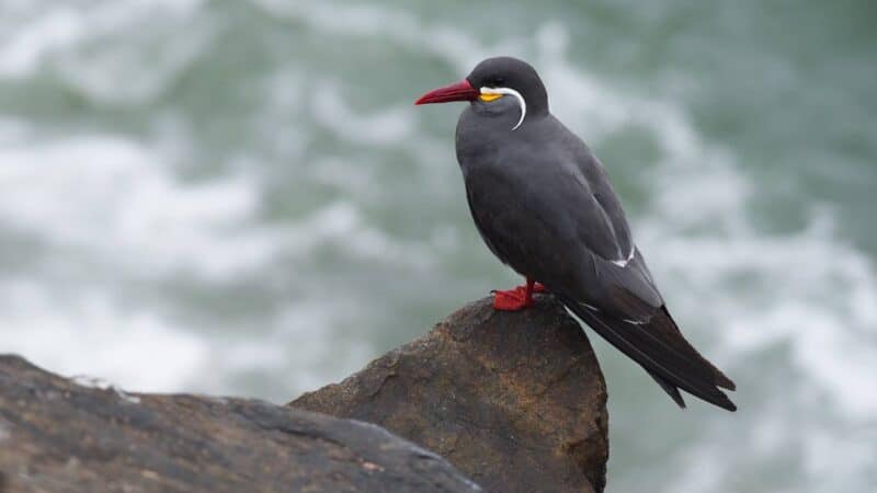 Inca Tern - Wild Andes Birding Tours, Lima