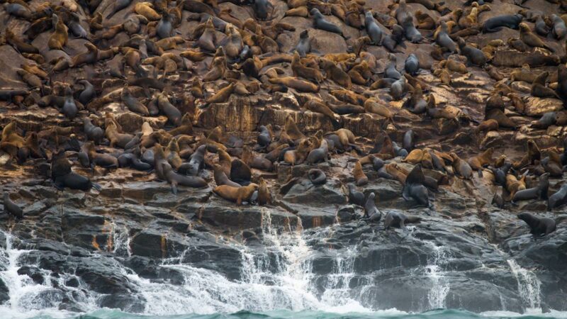 South-American Sea-Lion Pelagic Tour Peru Wild Andes