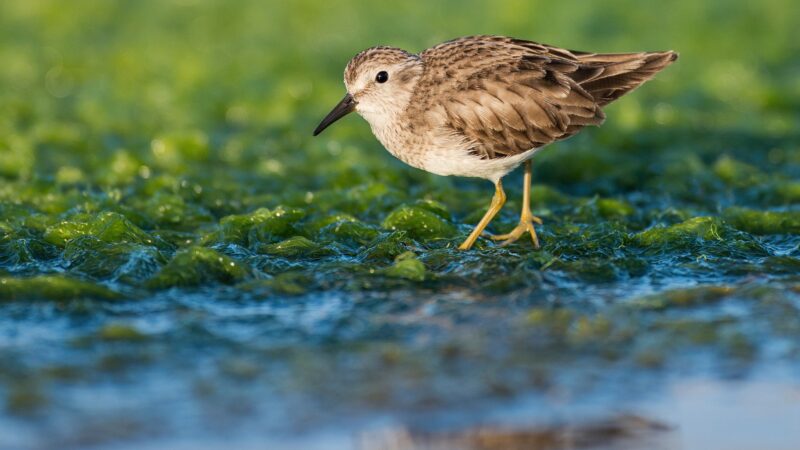 Least Sandpiper - Wild Andes Tours, Lima